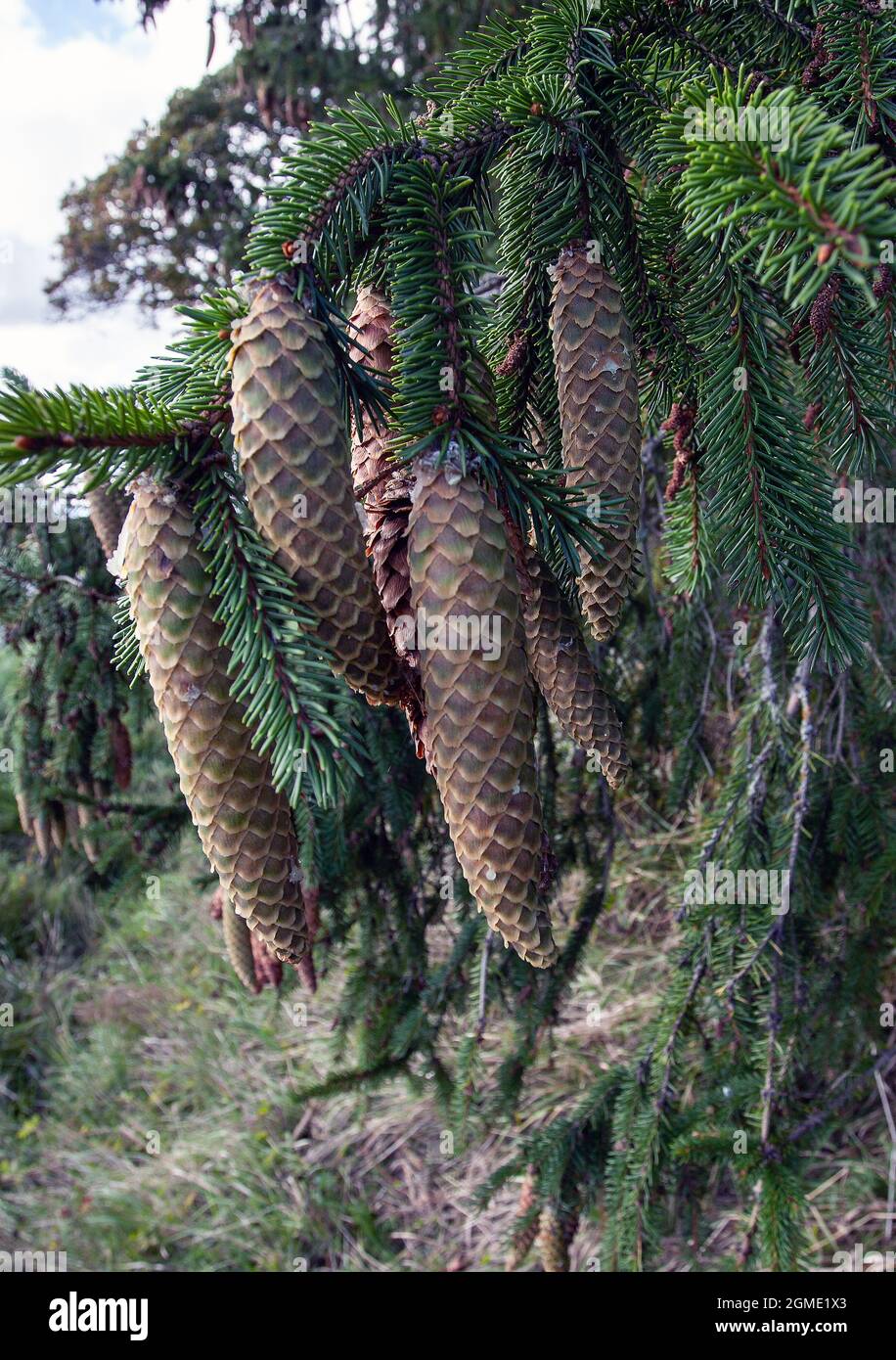 Norvège Epicéa (Picea abies) cônes. Banque D'Images