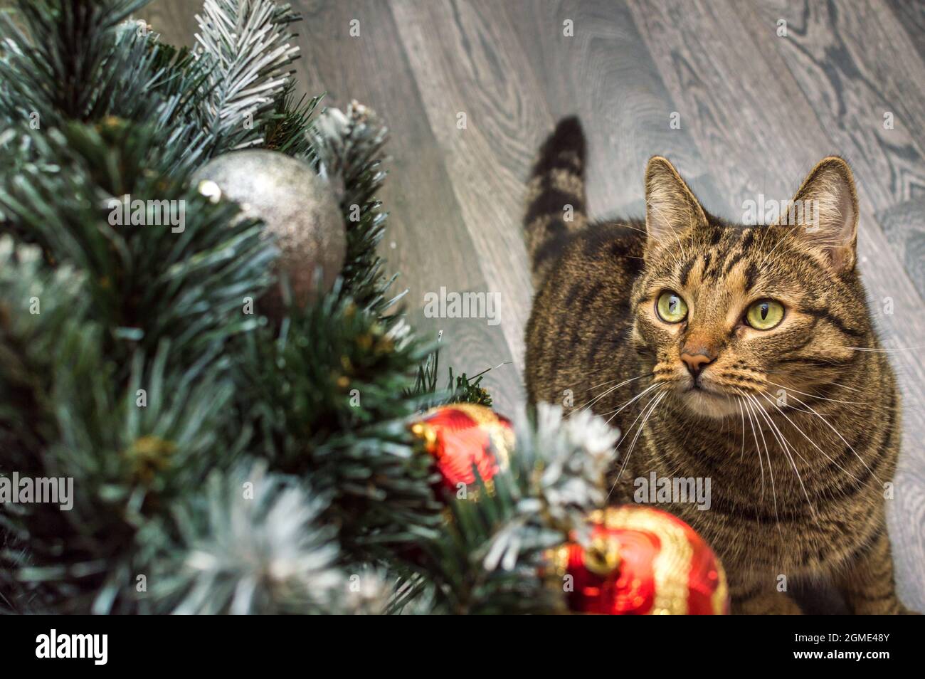 Concept de Noël. Chat et arbre de Noël décoré Banque D'Images
