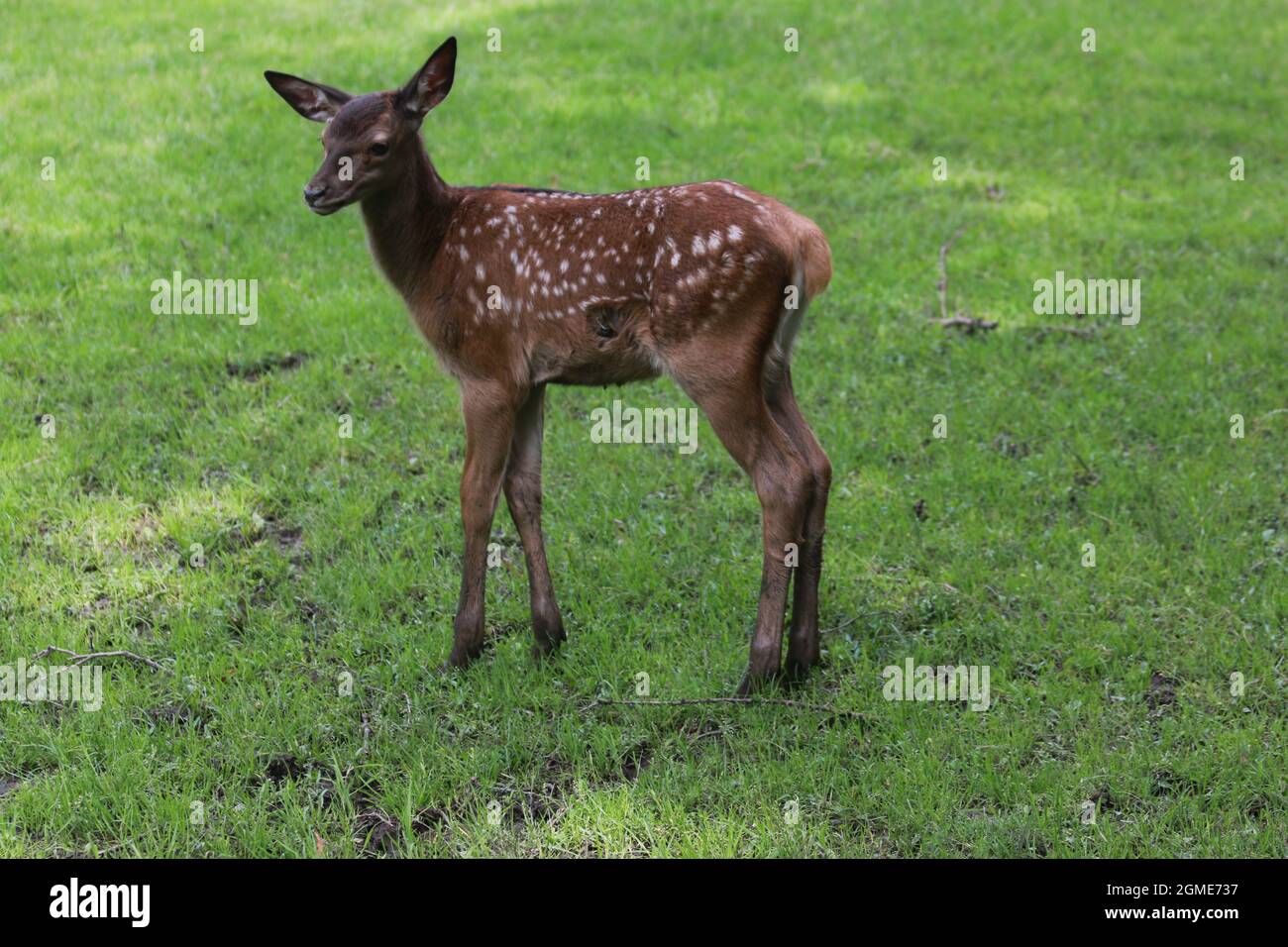 Jeune cerf de Virginie dans un pré Banque D'Images