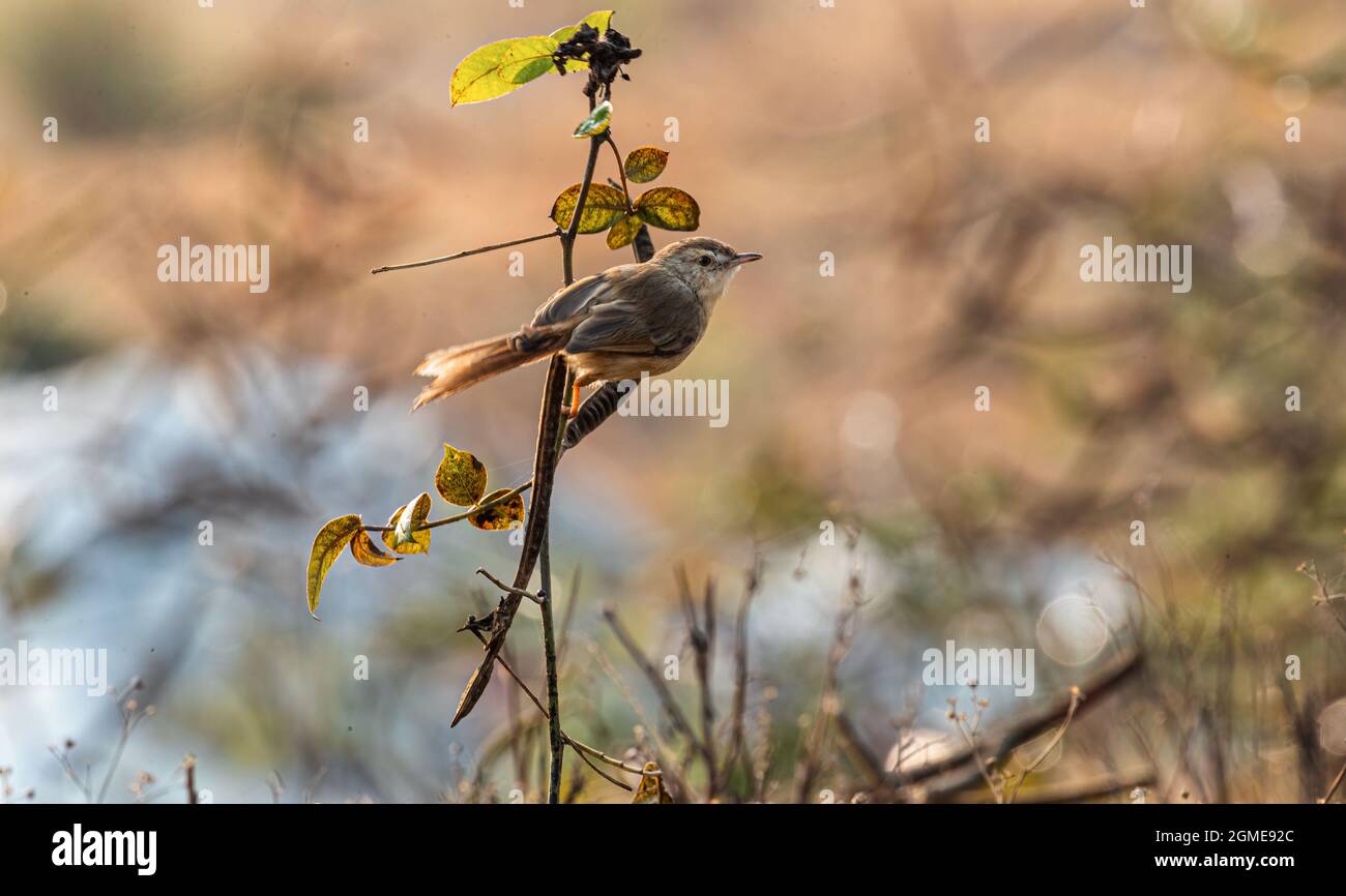 Zitting Cisticola dans son habitat naturel Banque D'Images