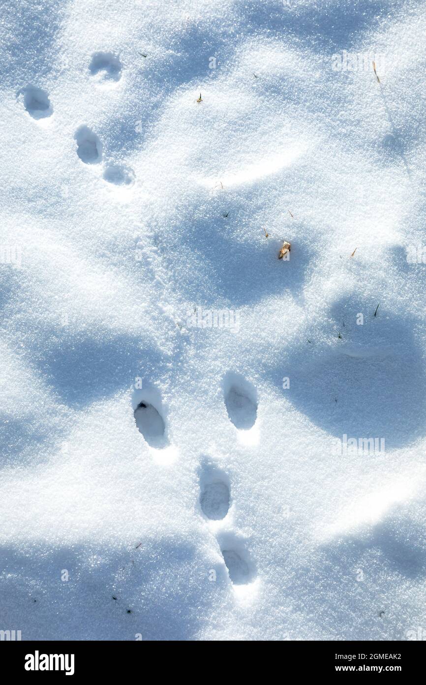 Piste de loup dans la neige Banque de photographies et d'images à haute  résolution - Alamy