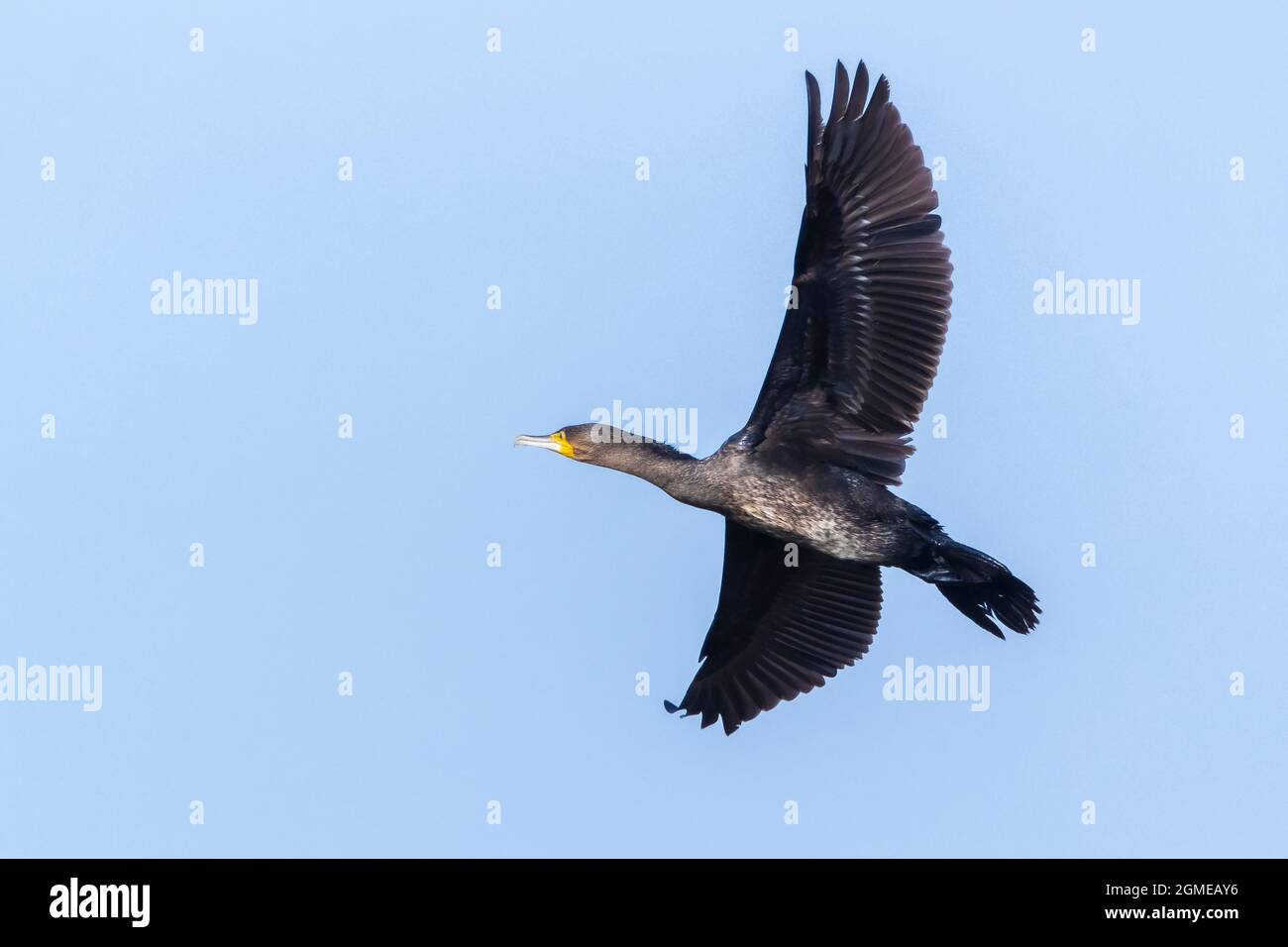 Grand Cormoran Phalacrocorax carbo, oiseaux, en vol au-dessus de la faible surface de l'eau d'un lac pendant la journée Banque D'Images
