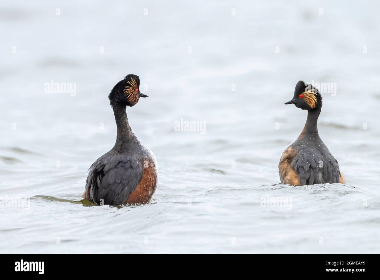 Gros plan d'un couple de grebe à col noir, podiceps nigricollis, en été plumage rituel de danse de la cour sur la surface d'eau d'un lac. Banque D'Images