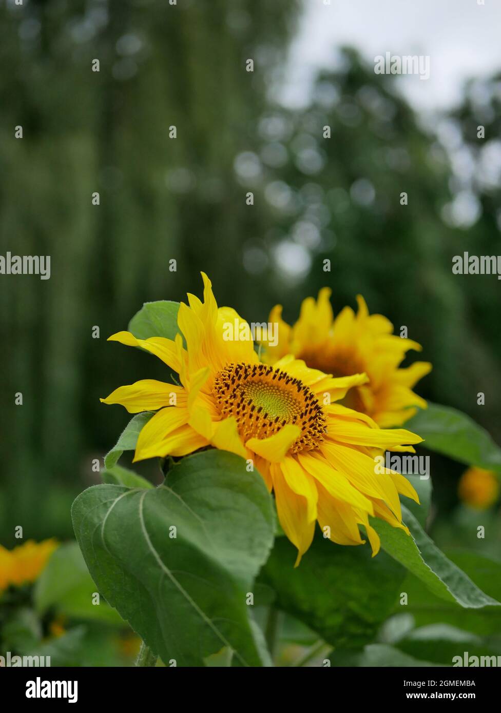 Photo de tournesol avec arrière-plan flou Banque D'Images