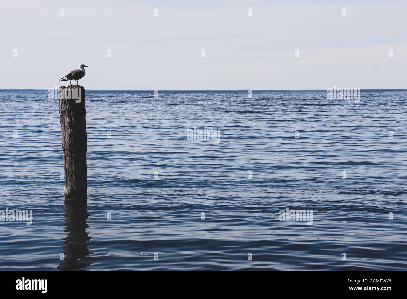 Mouette assise sur le montant qui dépasse de l'eau Banque D'Images
