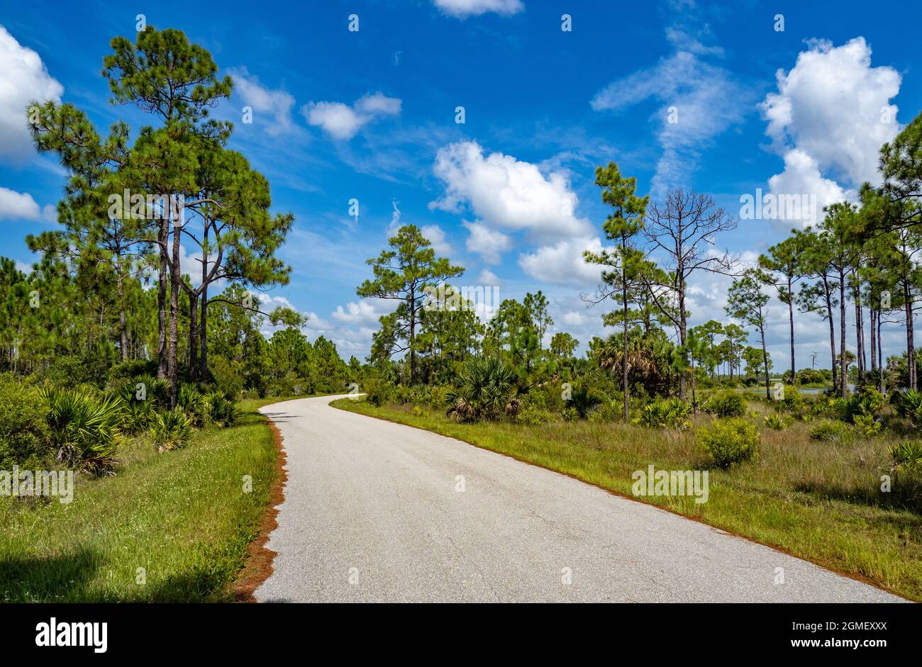 Webb Lake Road dans la zone de gestion de la faune de Babcock Webb à Punta Gorda, Floride, États-Unis Banque D'Images