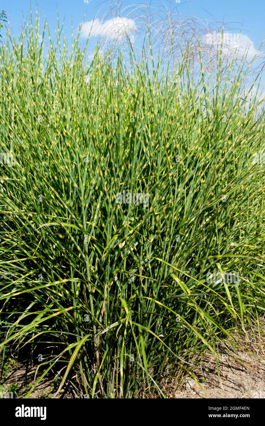 Miscanthus sinensis herbe de zèbre Miscanthus Strictus herbe d'argent graminées ornementales Banque D'Images