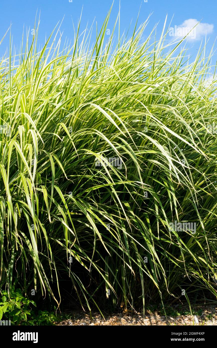 Herbe d'argent Miscanthus sinensis Roterpfeil herbe de zèbre Banque D'Images