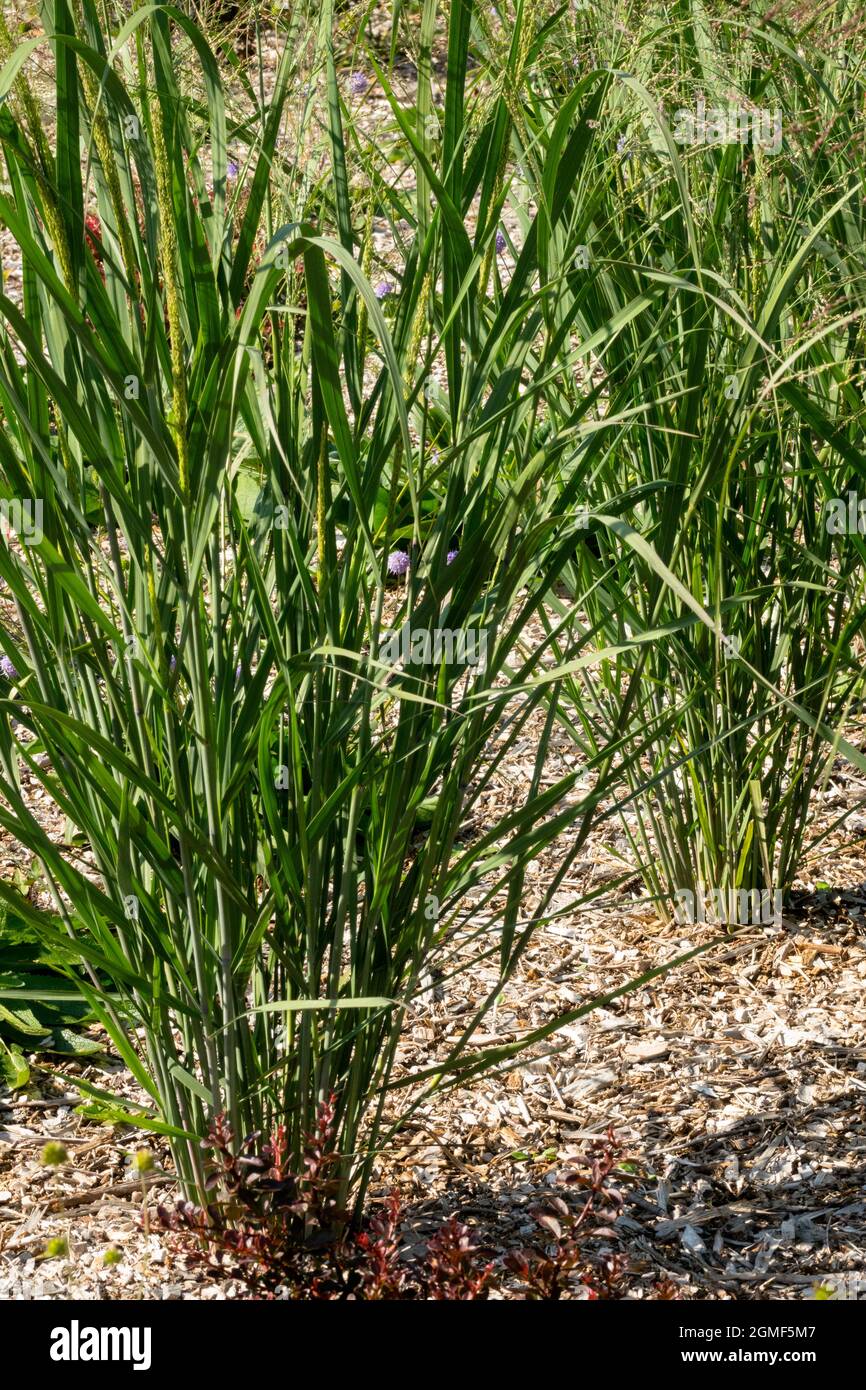 Panicum virgatum 'Thundercloud' herbe de commutation poussant dans le paillis d'écorce Banque D'Images