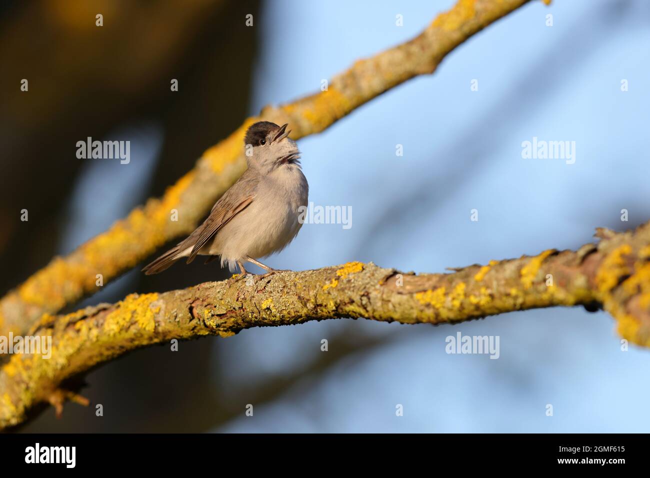 Un homme adulte chantant le Blackcap eurasien (Sylvia atricapilla) à Suffolk, Royaume-Uni Banque D'Images