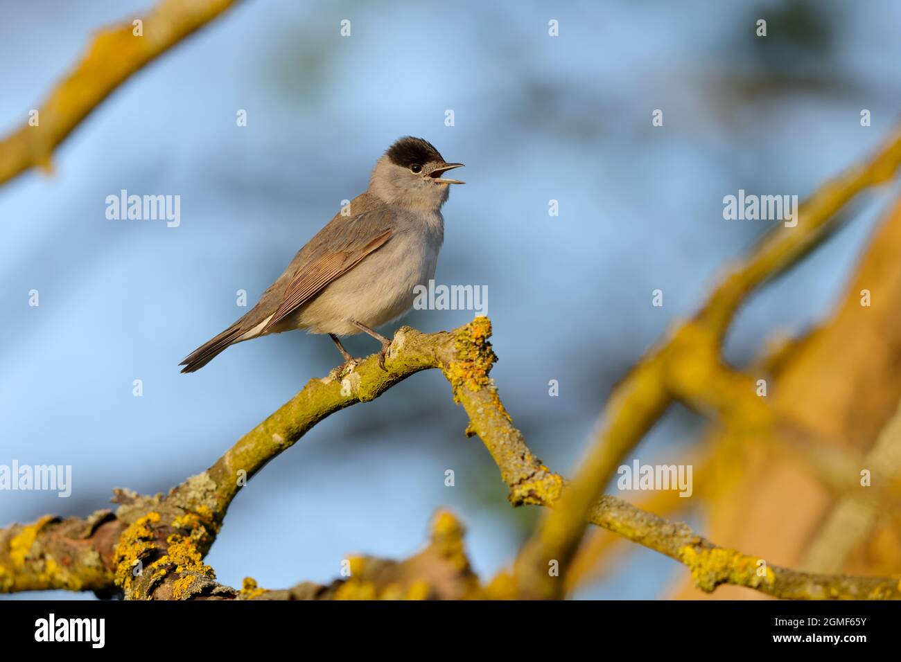 Un homme adulte chantant le Blackcap eurasien (Sylvia atricapilla) à Suffolk, Royaume-Uni Banque D'Images