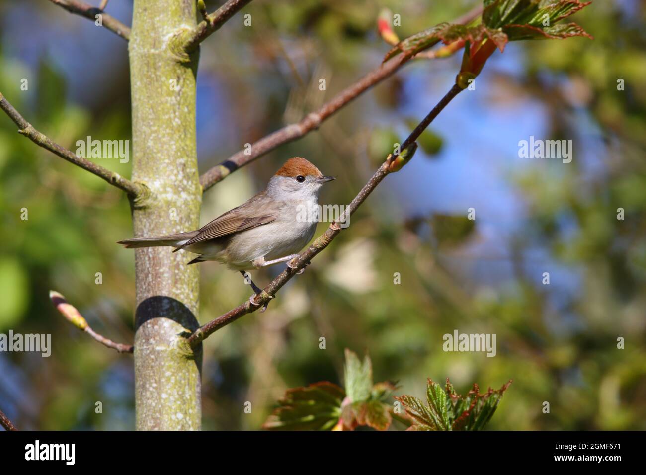 Une femelle de Blackcap eurasien (Sylvia atricapilla) au printemps à Suffolk, au Royaume-Uni Banque D'Images