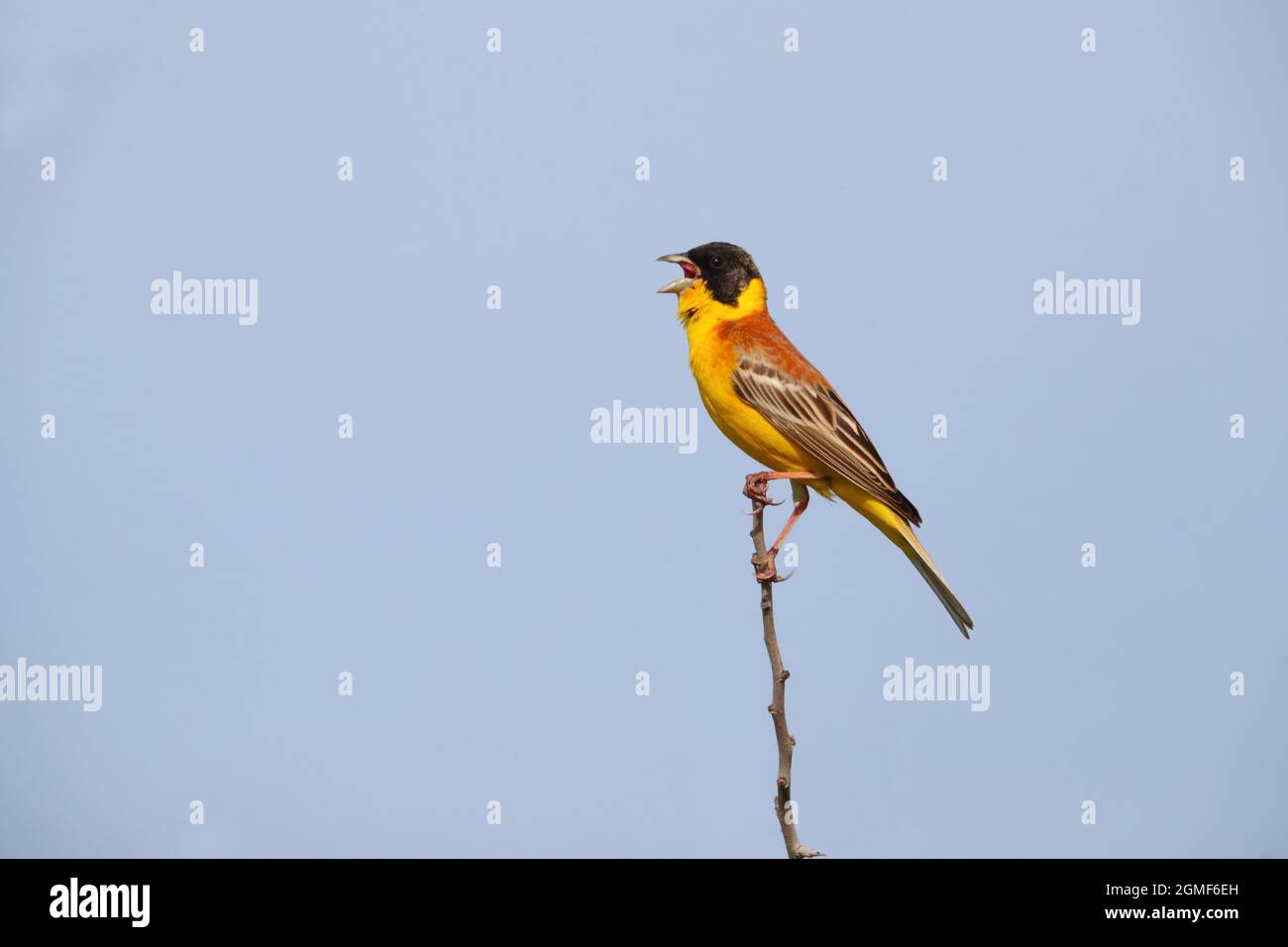 Un mâle chantant Bunking à tête noire (Emberiza melanocephala) au printemps sur l'île grecque de Lesvos Banque D'Images