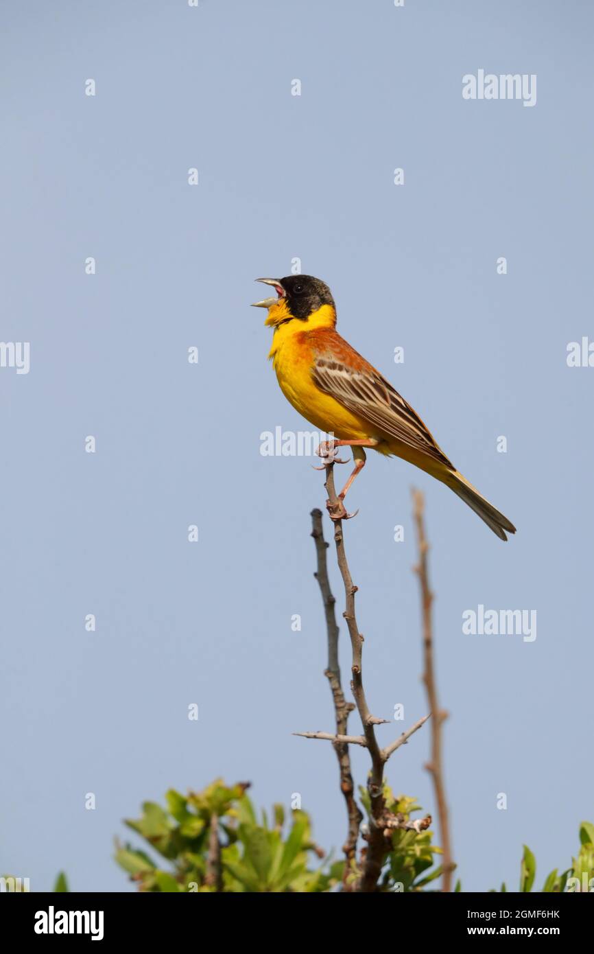 Un mâle chantant Bunking à tête noire (Emberiza melanocephala) au printemps sur l'île grecque de Lesvos Banque D'Images