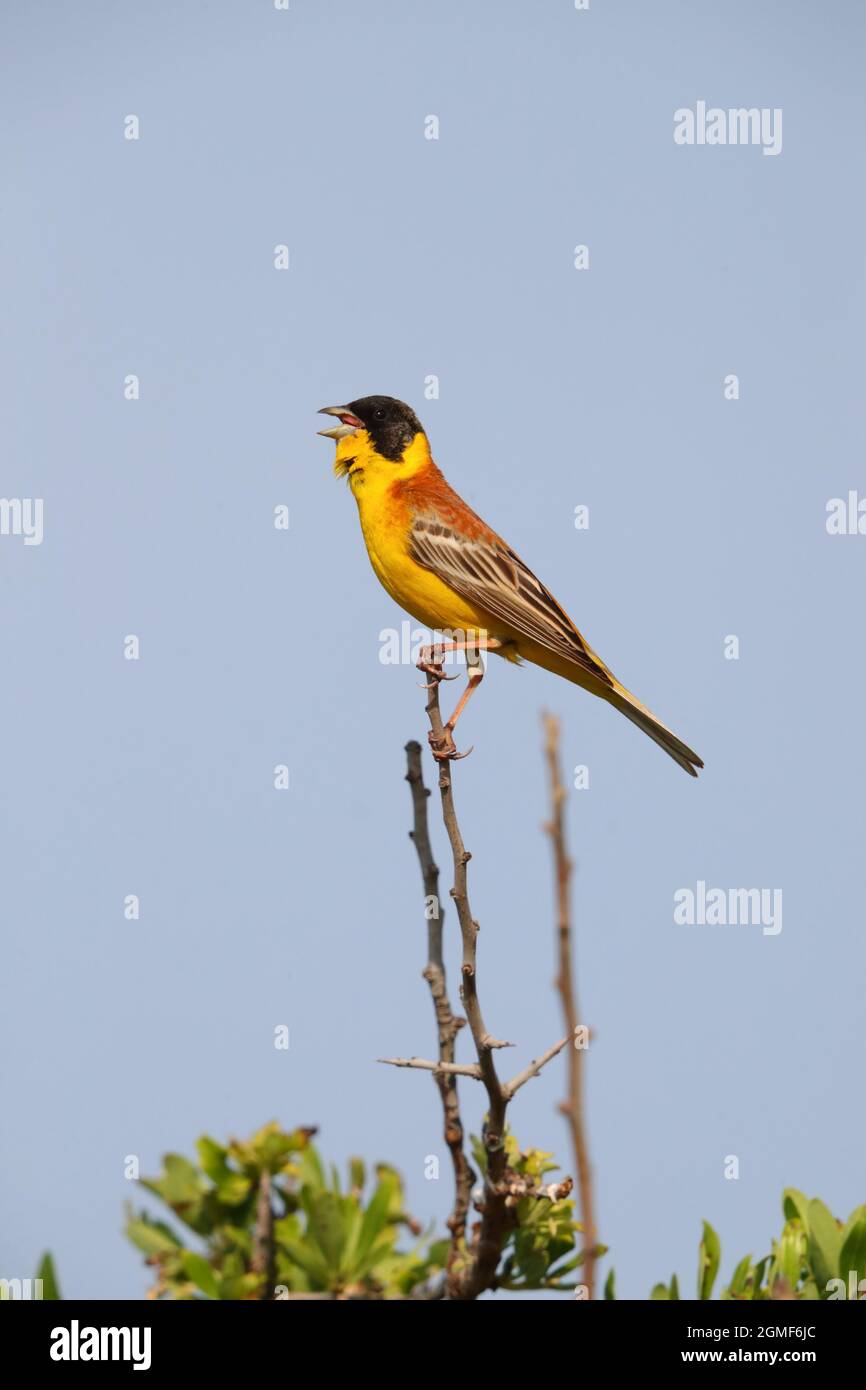 Un mâle chantant Bunking à tête noire (Emberiza melanocephala) au printemps sur l'île grecque de Lesvos Banque D'Images