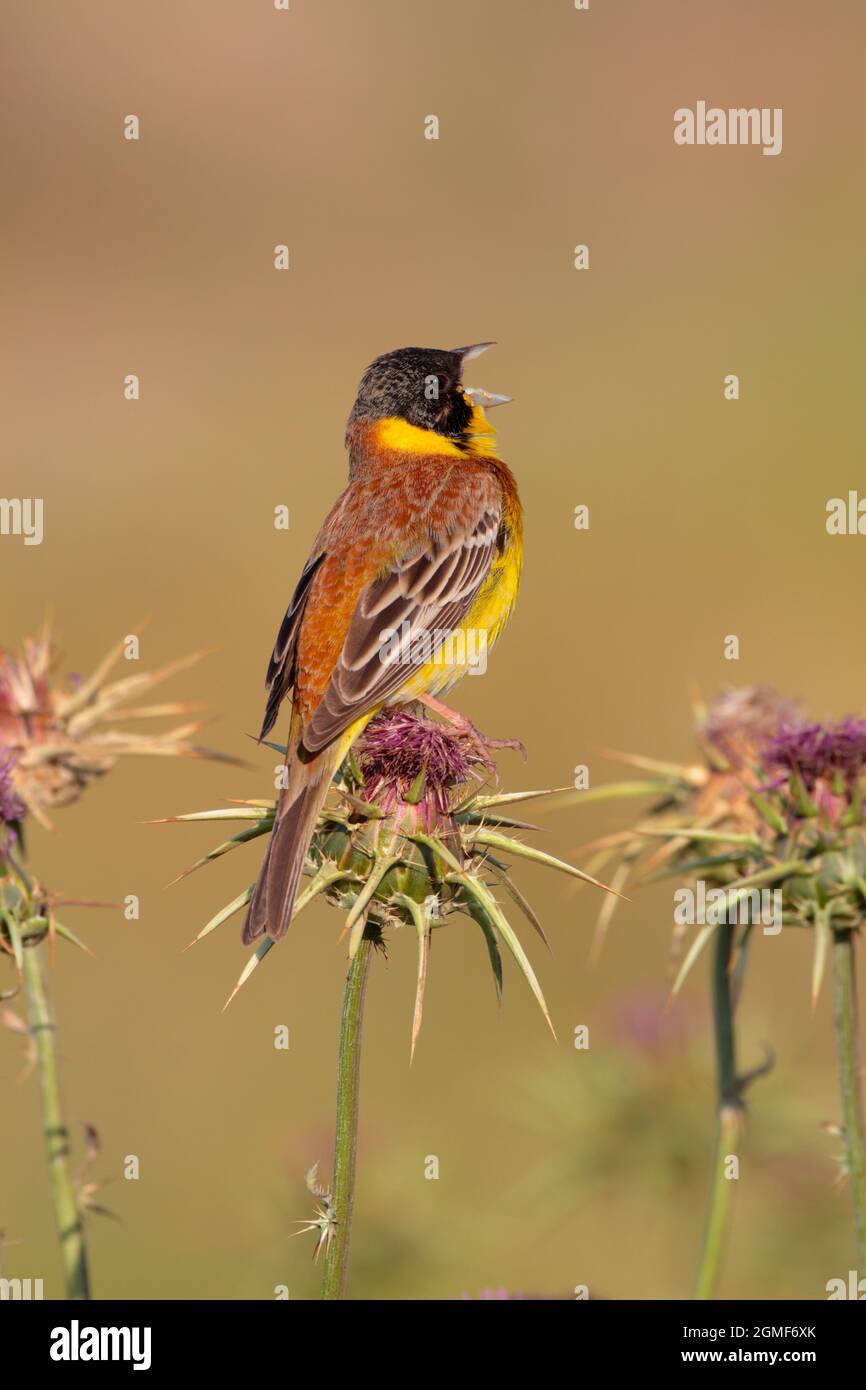 Un mâle chantant Bunking à tête noire (Emberiza melanocephala) au printemps sur l'île grecque de Lesvos Banque D'Images