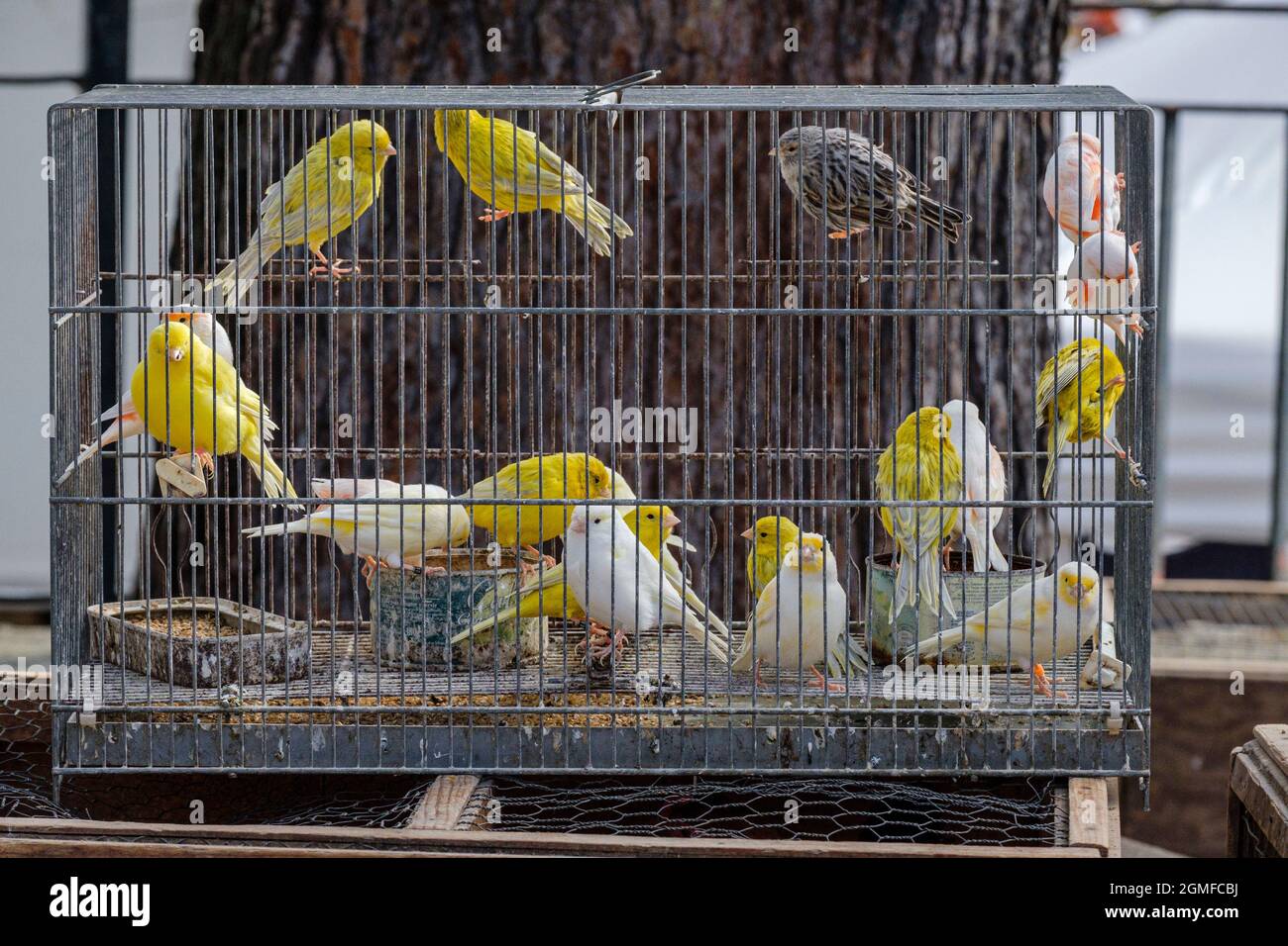 Cage avec canaris à vendre, marché hebdomadaire, Sineu, Majorque, Iles  Baléares, Espagne Photo Stock - Alamy