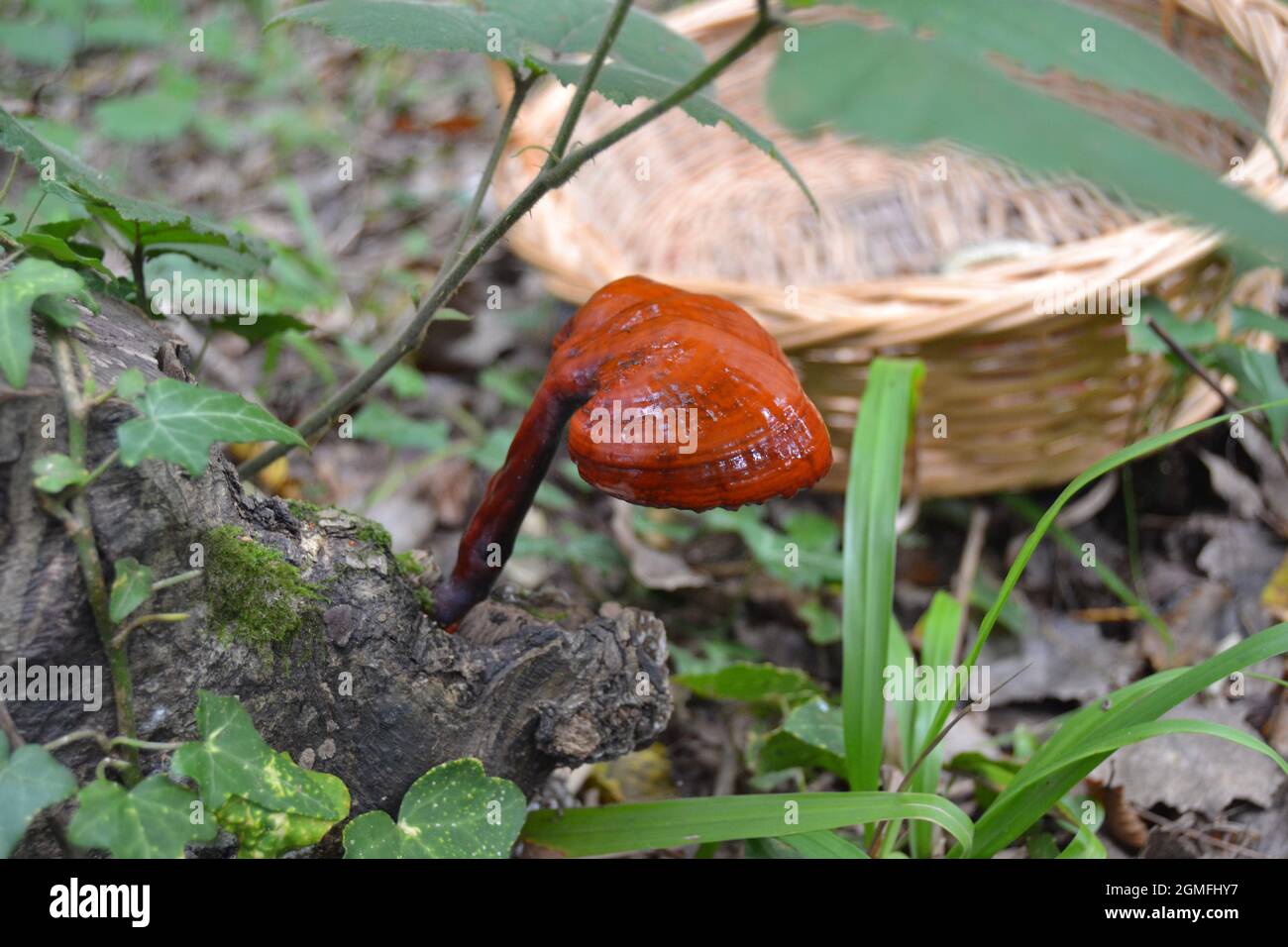 Ganoderma lucidum Reishi Mushroom sur un arbre dans la forêt tropicale Banque D'Images
