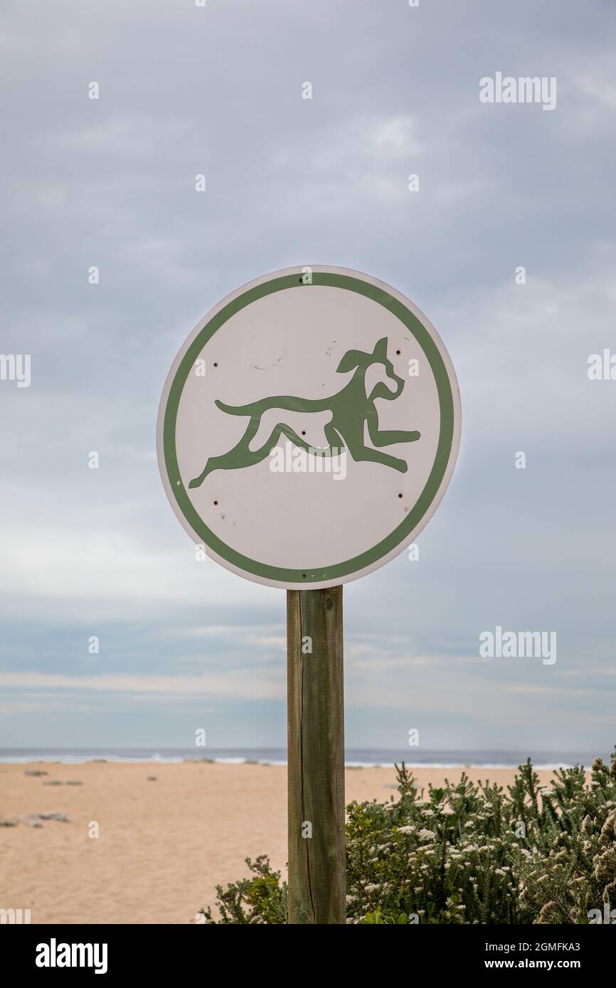 Les chiens de gros plan sont autorisés sur le panneau de la plage Banque D'Images