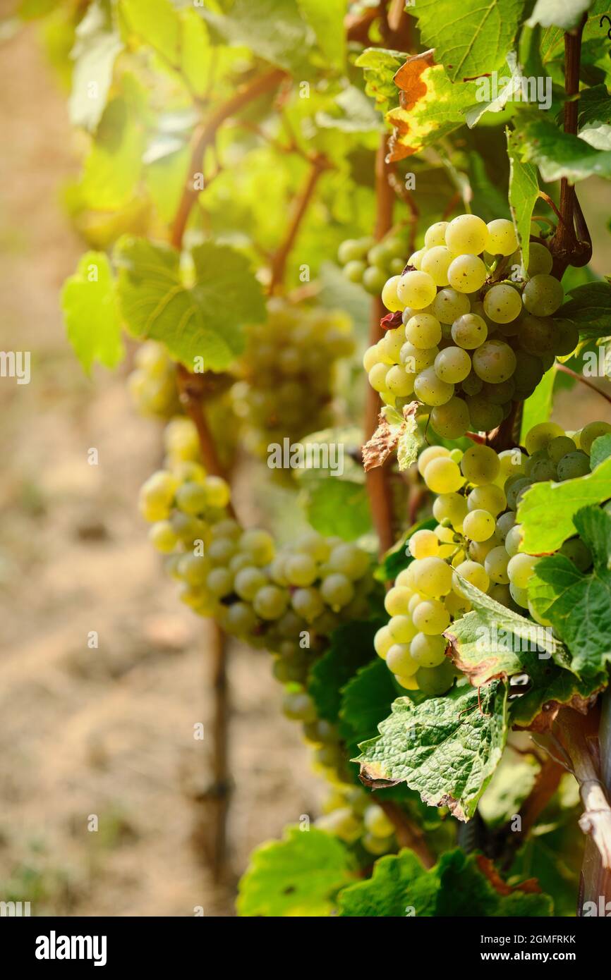 Raisins verts dans un vignoble en Allemagne Banque D'Images