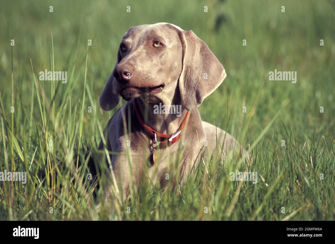 Weimaraner, jeune adulte célibataire sur le terrain Banque D'Images