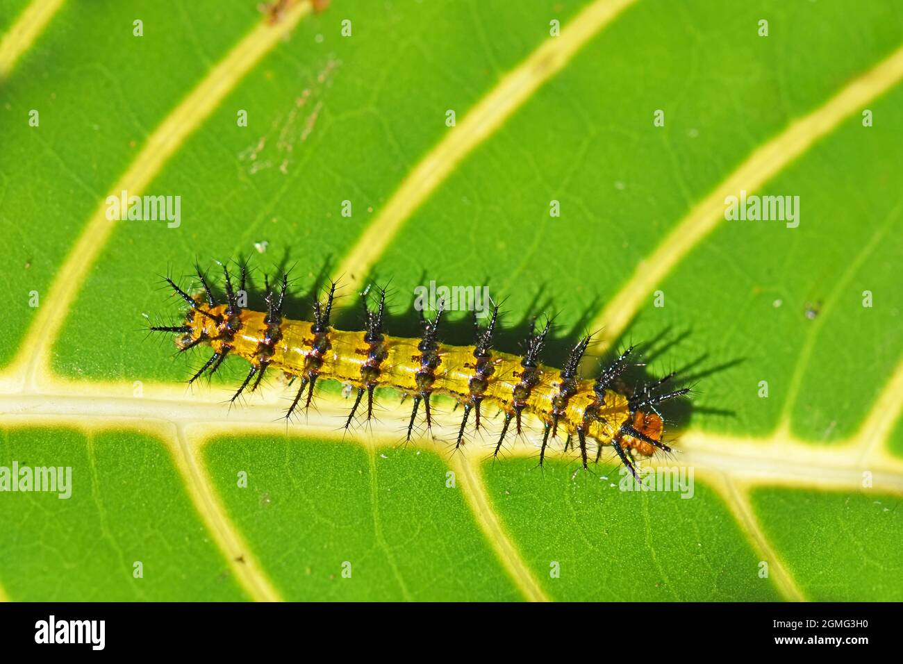 Chenille piquée sur une feuille, Costa Rica Banque D'Images