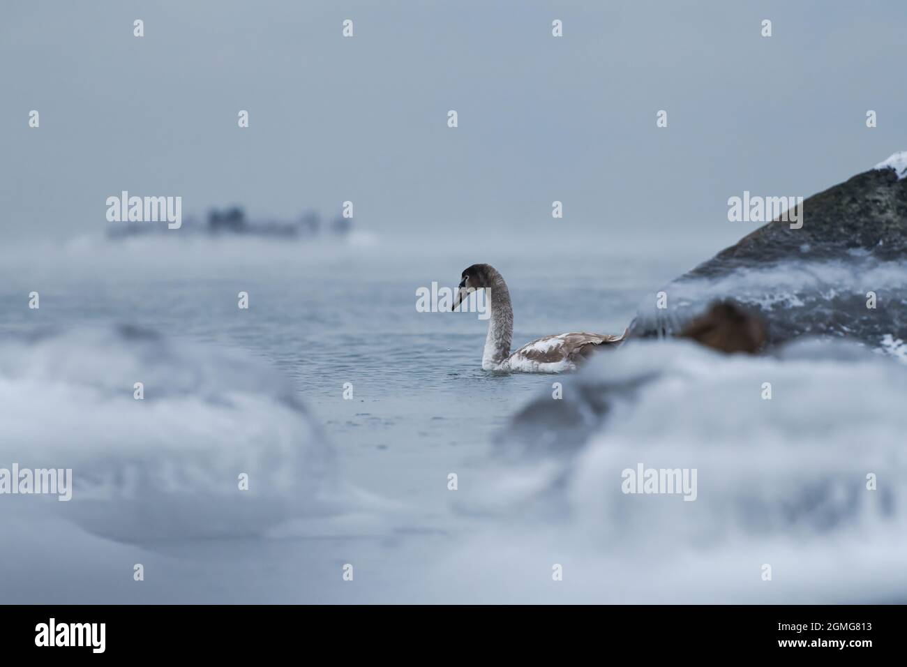 Cygne solitaire nageant dans l'eau froide de la mer Baltique à Helsinki, Finlande quelques heures avant le gel en janvier 2021. Banque D'Images