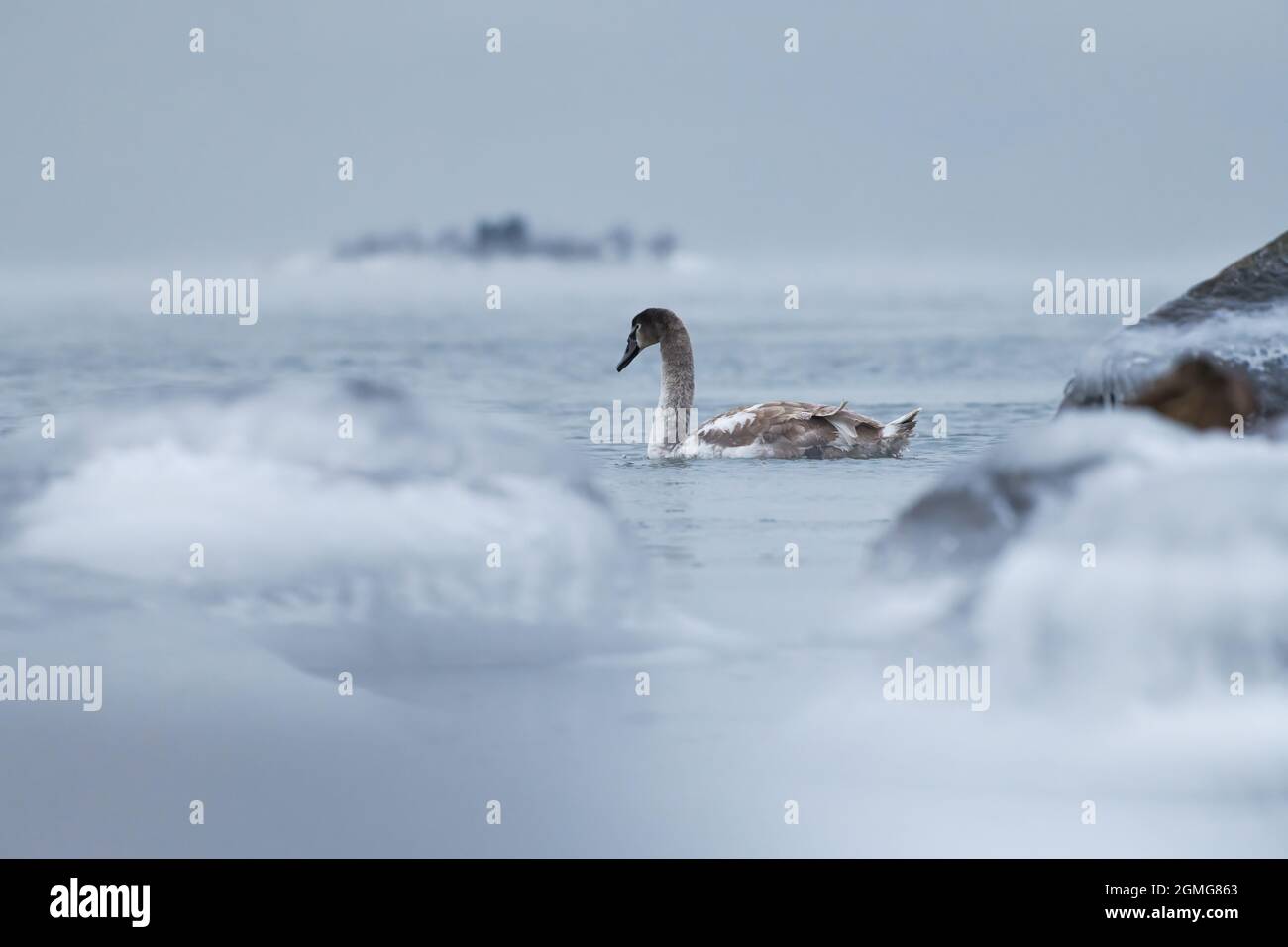 Cygne solitaire nageant dans l'eau froide de la mer Baltique à Helsinki, Finlande quelques heures avant le gel en janvier 2021. Banque D'Images