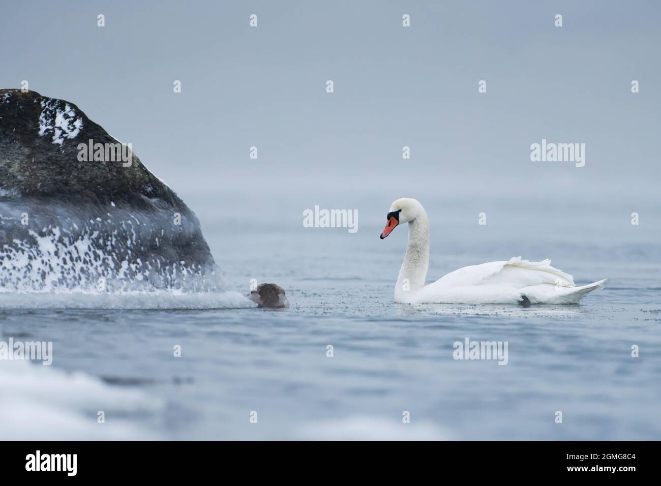 Cygne solitaire nageant dans l'eau froide de la mer Baltique à Helsinki, Finlande quelques heures avant le gel en janvier 2021. Banque D'Images