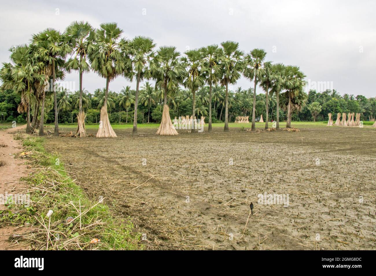 récolte de jute dans le bengale occidental rural Banque D'Images