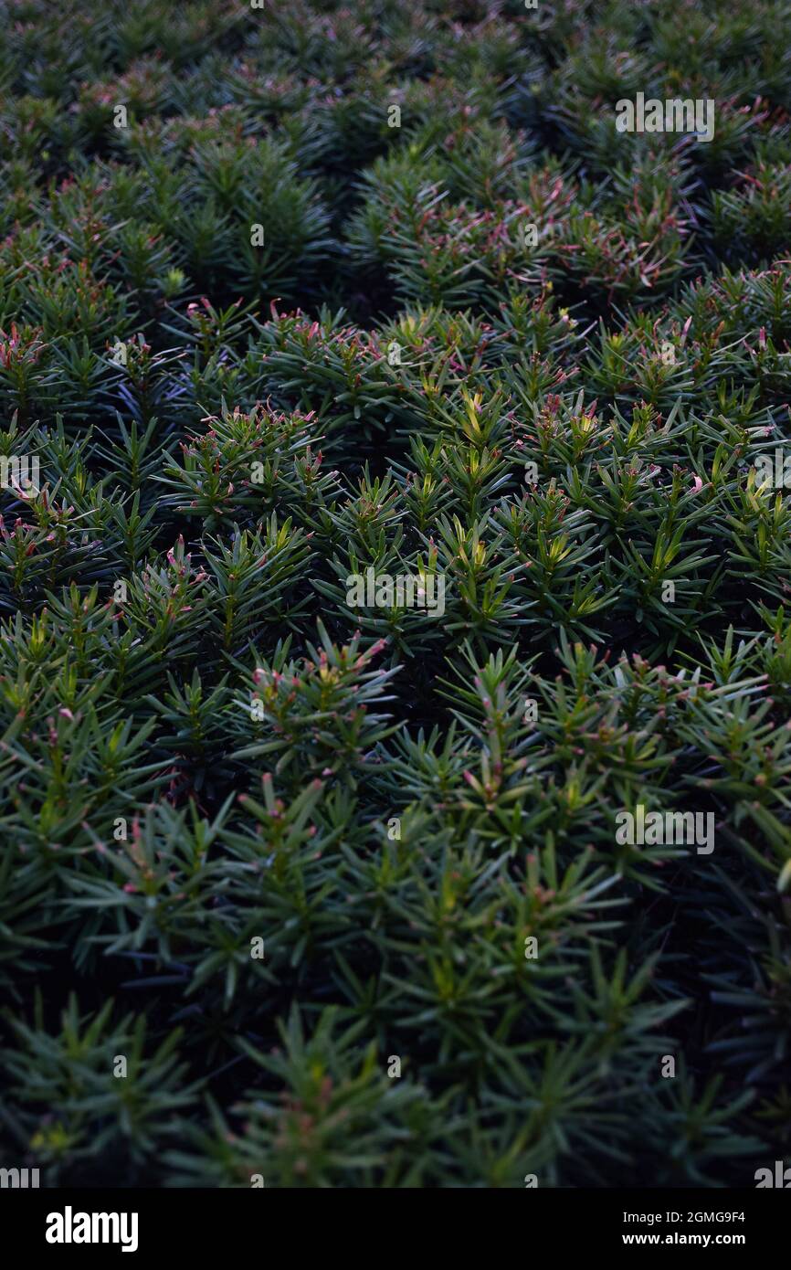 Aiguilles vertes d'une buisson d'une plante conifères pour tout le fond. Le recto et le verso de l'arrière-plan sont légèrement flous. Banque D'Images