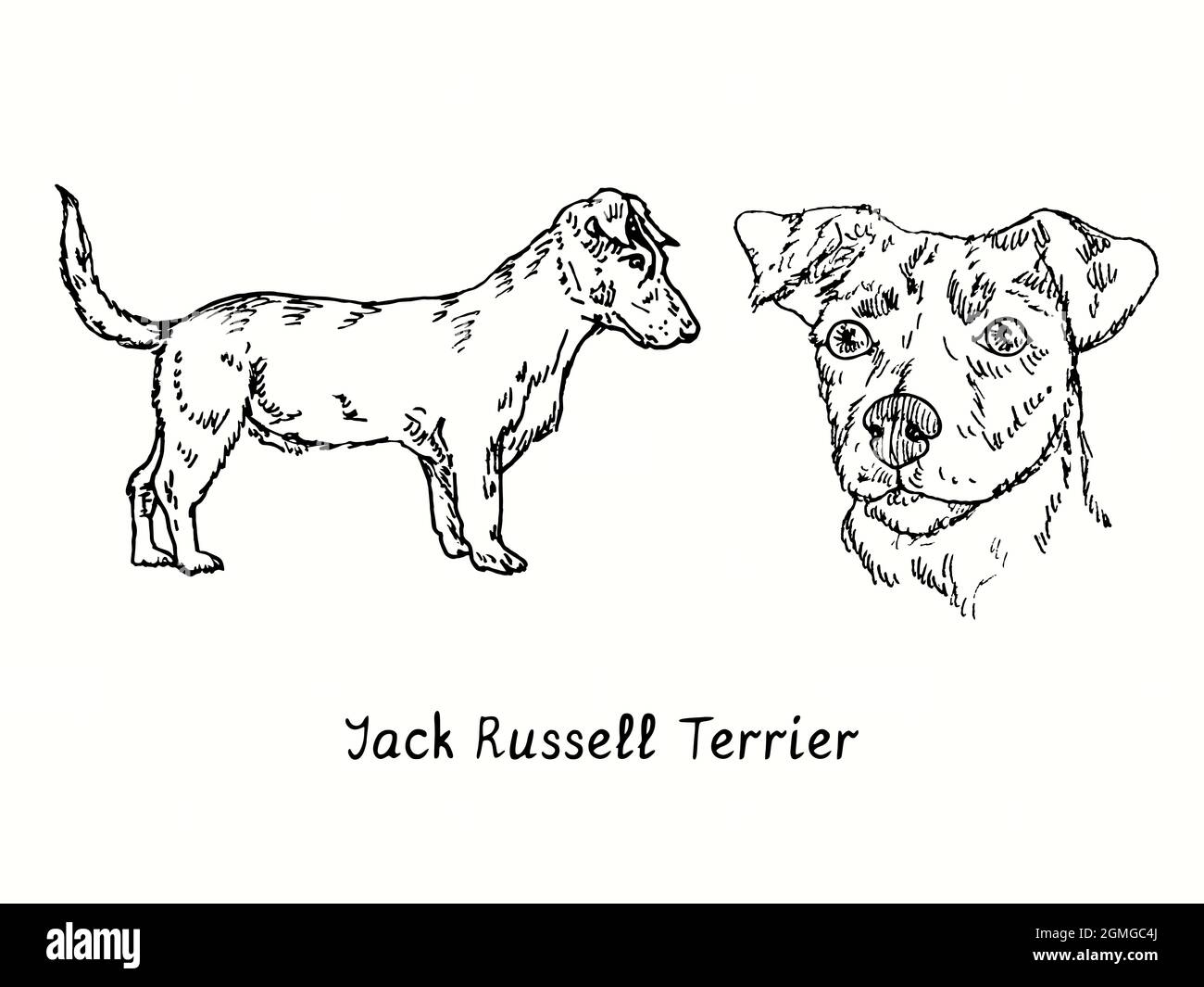 Collection Jack Russell Terrier (Parson Russell Terrier) vue latérale et tête. Dessin d'une boisée noire et blanche à l'encre. Banque D'Images