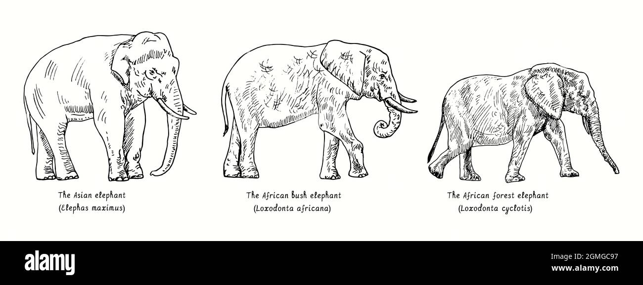 Collection d'éléphants, éléphants d'Asie (Elephas maximus), éléphants de brousse d'Afrique (Loxodonta africana), éléphants de forêt d'Afrique (Loxodonta cyclotis) Banque D'Images
