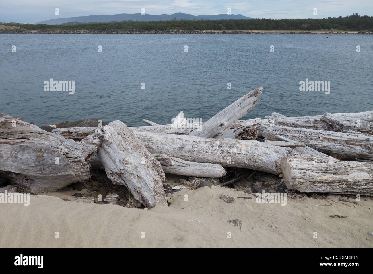 Des arbres blanchis et dégringolés au soleil sur une plage à côté de la rivière Siuslaw à Florence, Oregon. Banque D'Images