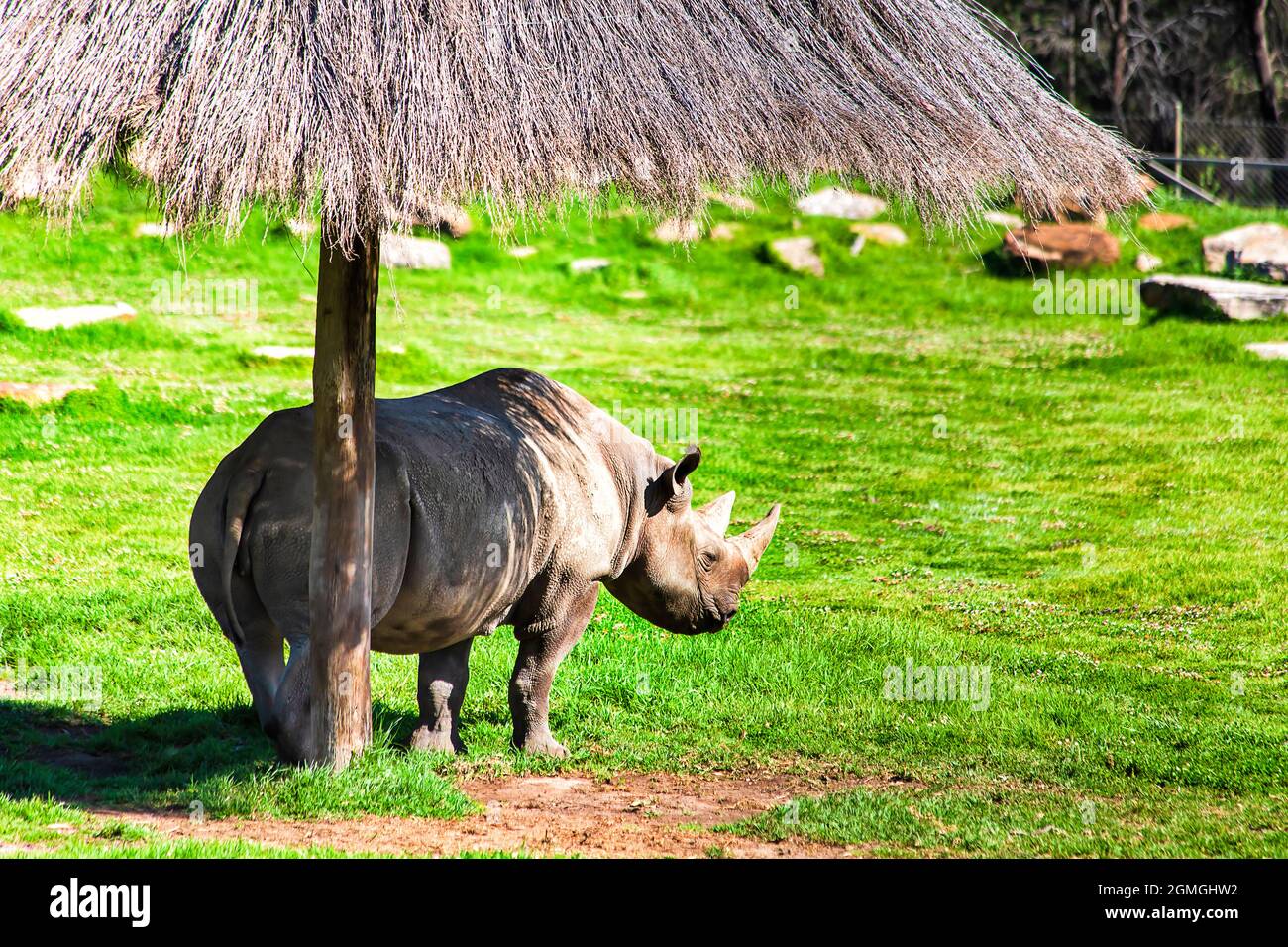 Rhinocéros blanc noir dans un environnement protégé de faune sauvage sauvage sauvage sauvage en voie de disparition espèces de la réserve australienne, Dubbo, plaines occidentales. Banque D'Images