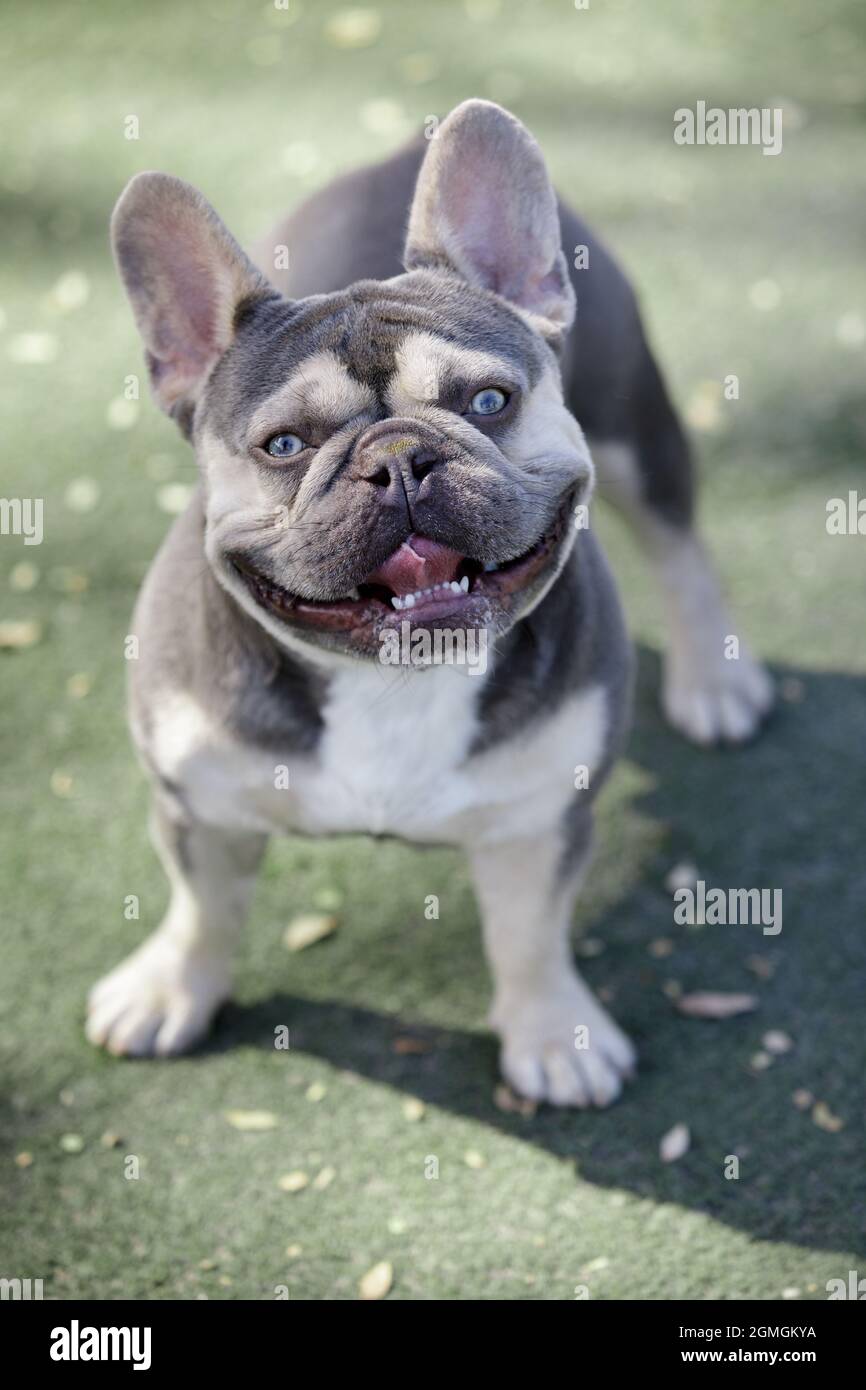 2.5 ans, Lillac Tan White Bridle (AKA Trindle) Puppy masculin Bulldog français. Parc pour chiens hors-laisse dans le nord de la Californie. Banque D'Images