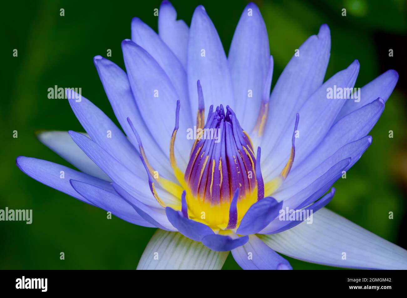 violet eau illy, violet fleur de lotus avec pollen jaune avec fond vert de tampon Banque D'Images