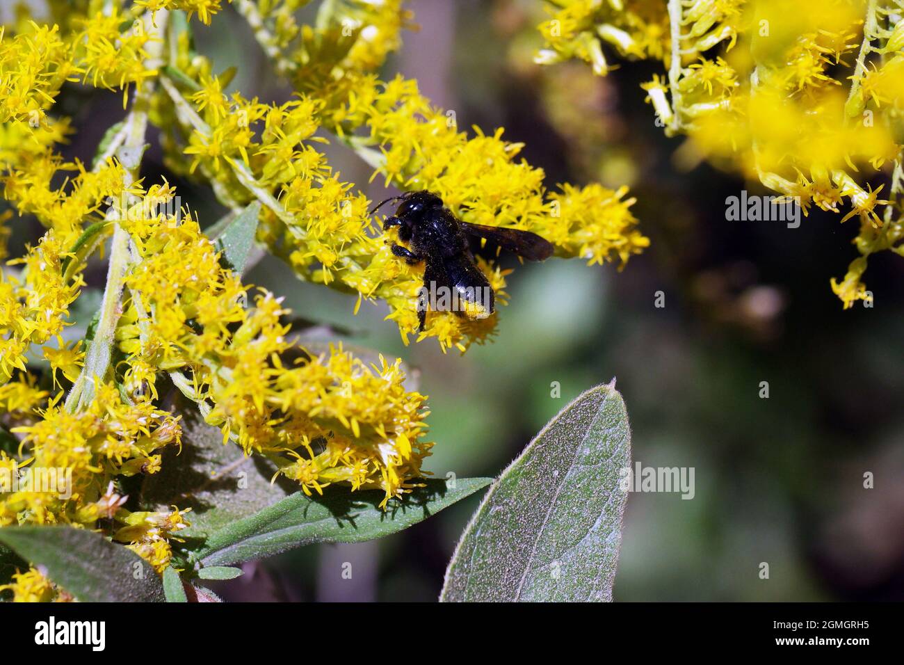 Macro petite abeille menuisier noire avec sac de pollen sur la jambe sur la verge jaune Banque D'Images
