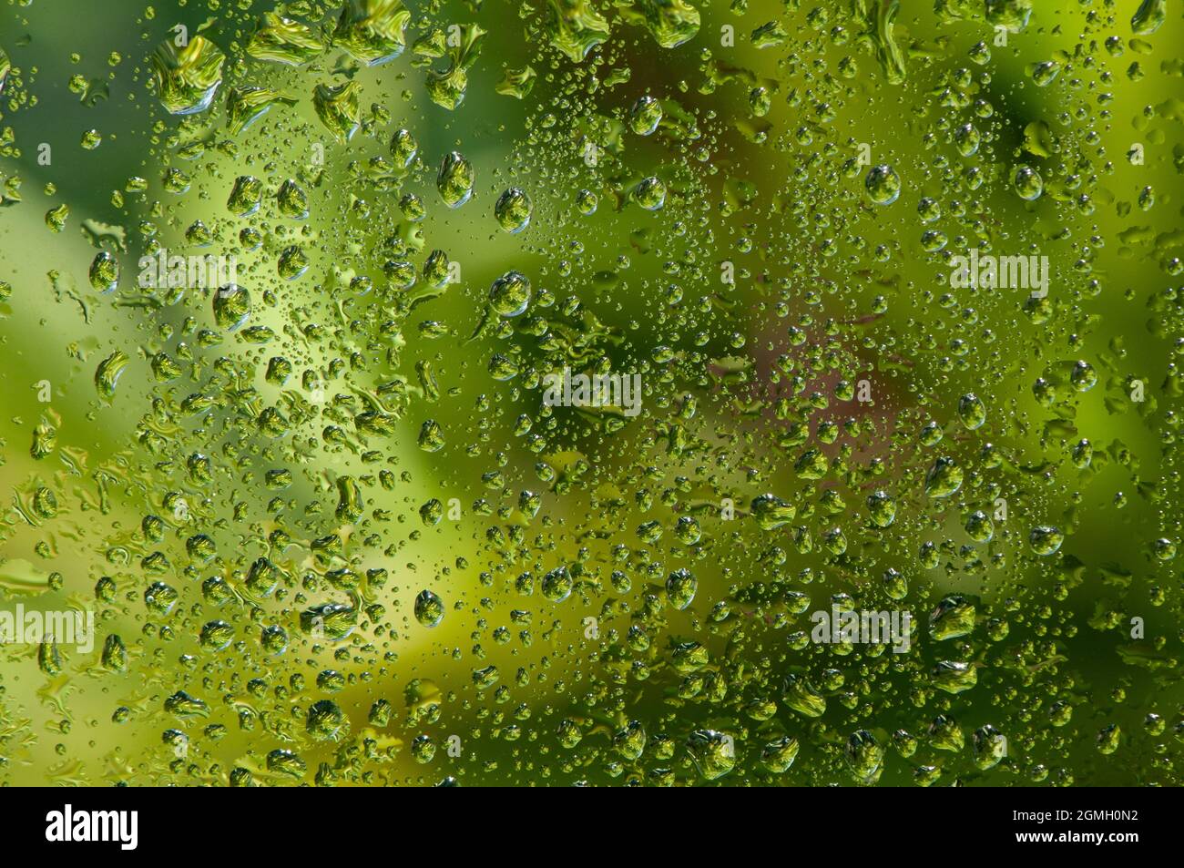 Goutte d'eau sur fenêtre en verre avec fond d'arbre vert. Banque D'Images