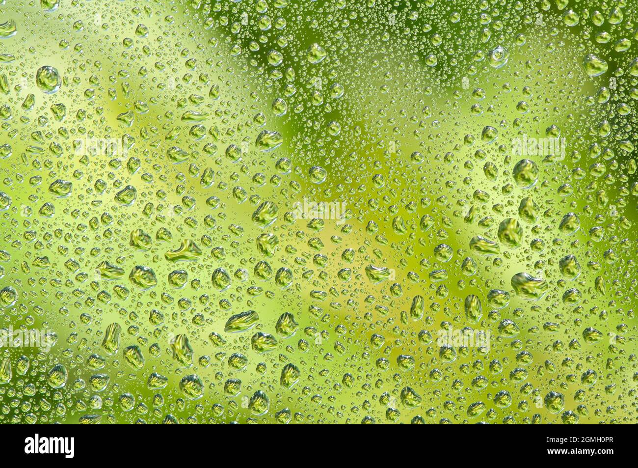 Goutte d'eau sur fenêtre en verre avec fond d'arbre vert. Banque D'Images