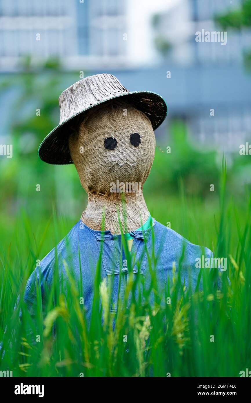 Scarecrow dans un champ de riceberry biologique urbain, Bangkok, Thaïlande, Asie du Sud-est. Banque D'Images