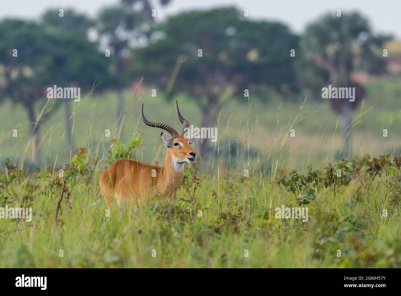 Kob ougandais - Kobus kob thomasi, magnifique petit antilope de savane africaine, chutes de Murchison, Ouganda. Banque D'Images