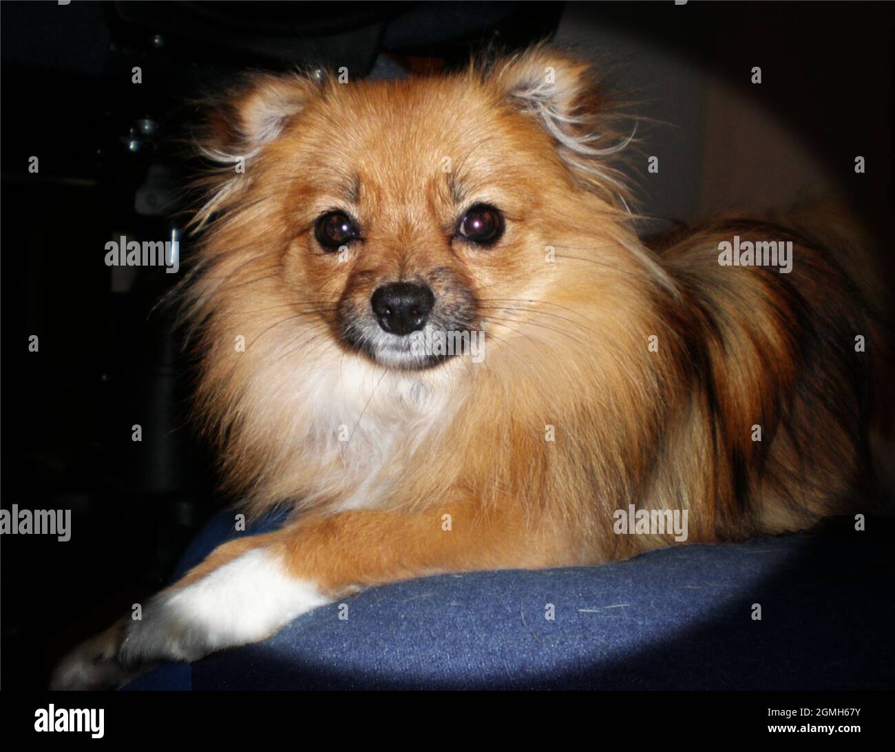 Petit chien Banque D'Images