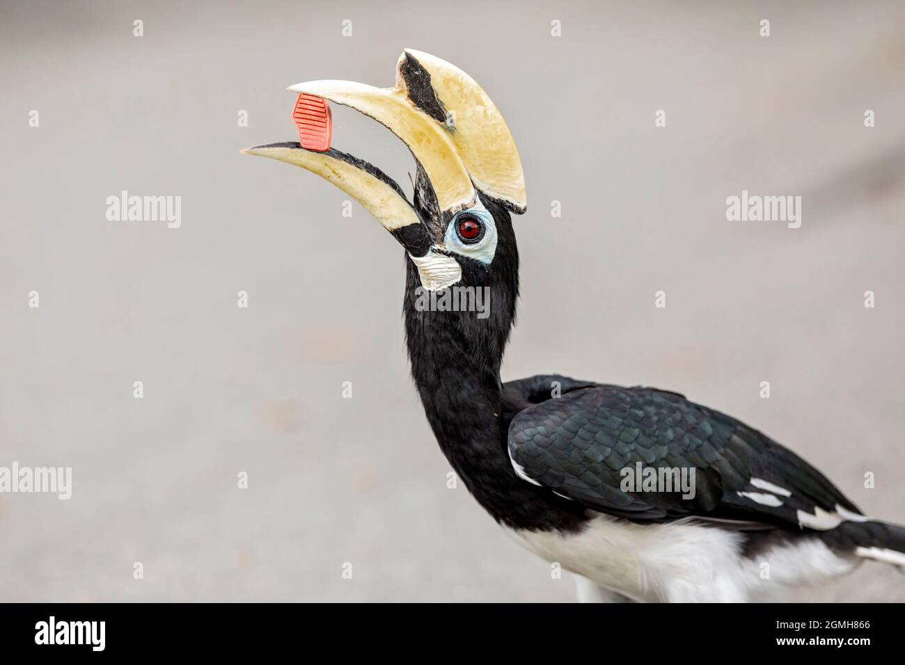 Un mâle Oriental pied Hornbill inspecte un morceau de déchets en caoutchouc laissé sur un chemin dans un parc, Singapour Banque D'Images