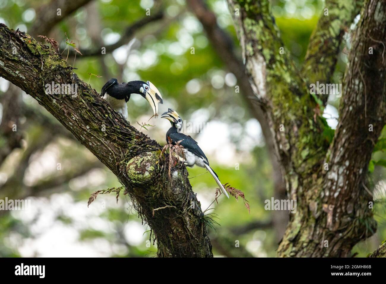 Une paire de paiés orientaux Hornbill se nourrissant d'un gecko dans un arbre d'un parc, Singapour Banque D'Images
