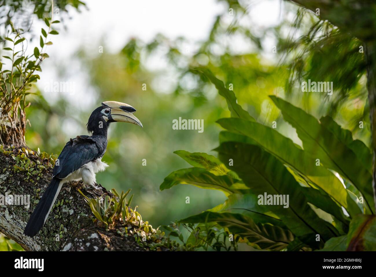 Un mâle Oriental pied Hornbill qui recherche de la nourriture dans une poupe d'arbre dans un parc, Singapour Banque D'Images