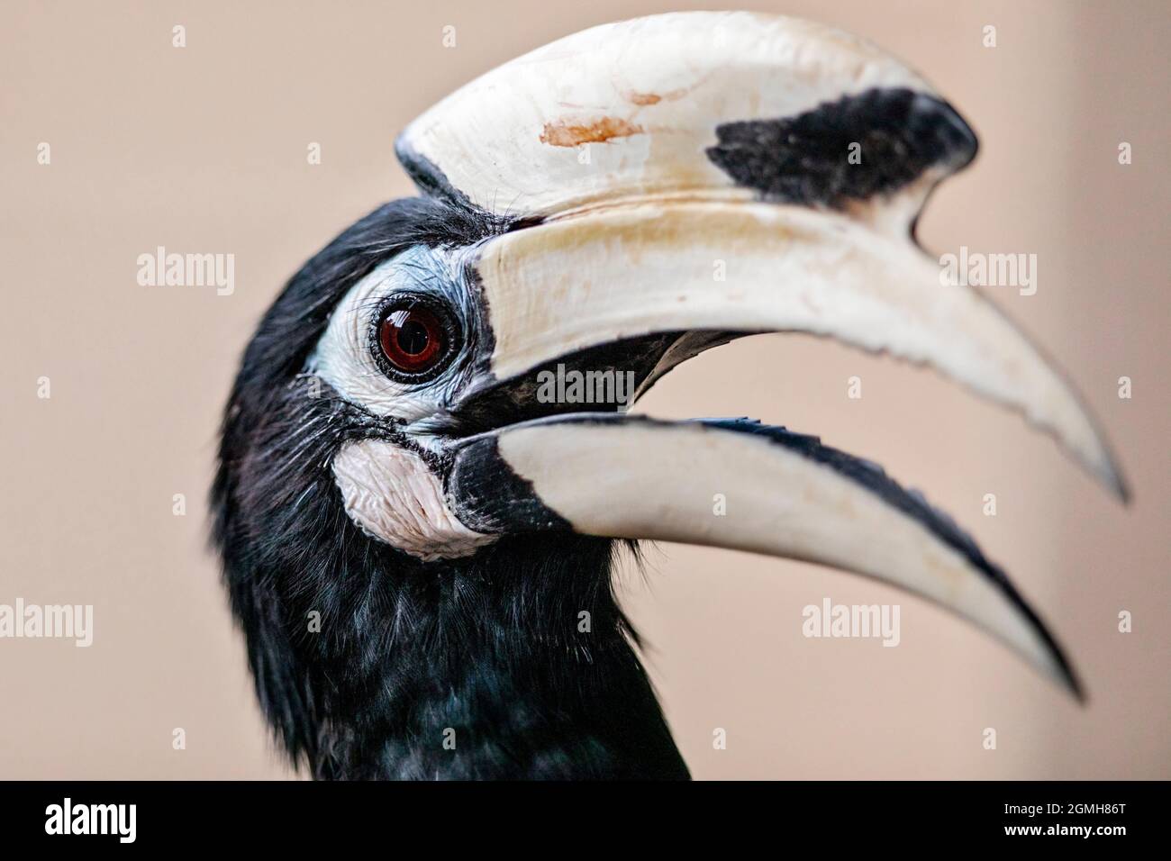 Gros plan sur un pied d'Orient masculin Hornbill, Singapour Banque D'Images