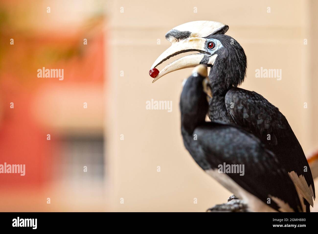 Une paire de paied Hornbill orientaux se nourrit d'un raisin sur le balcon d'un domaine public, Singapour Banque D'Images