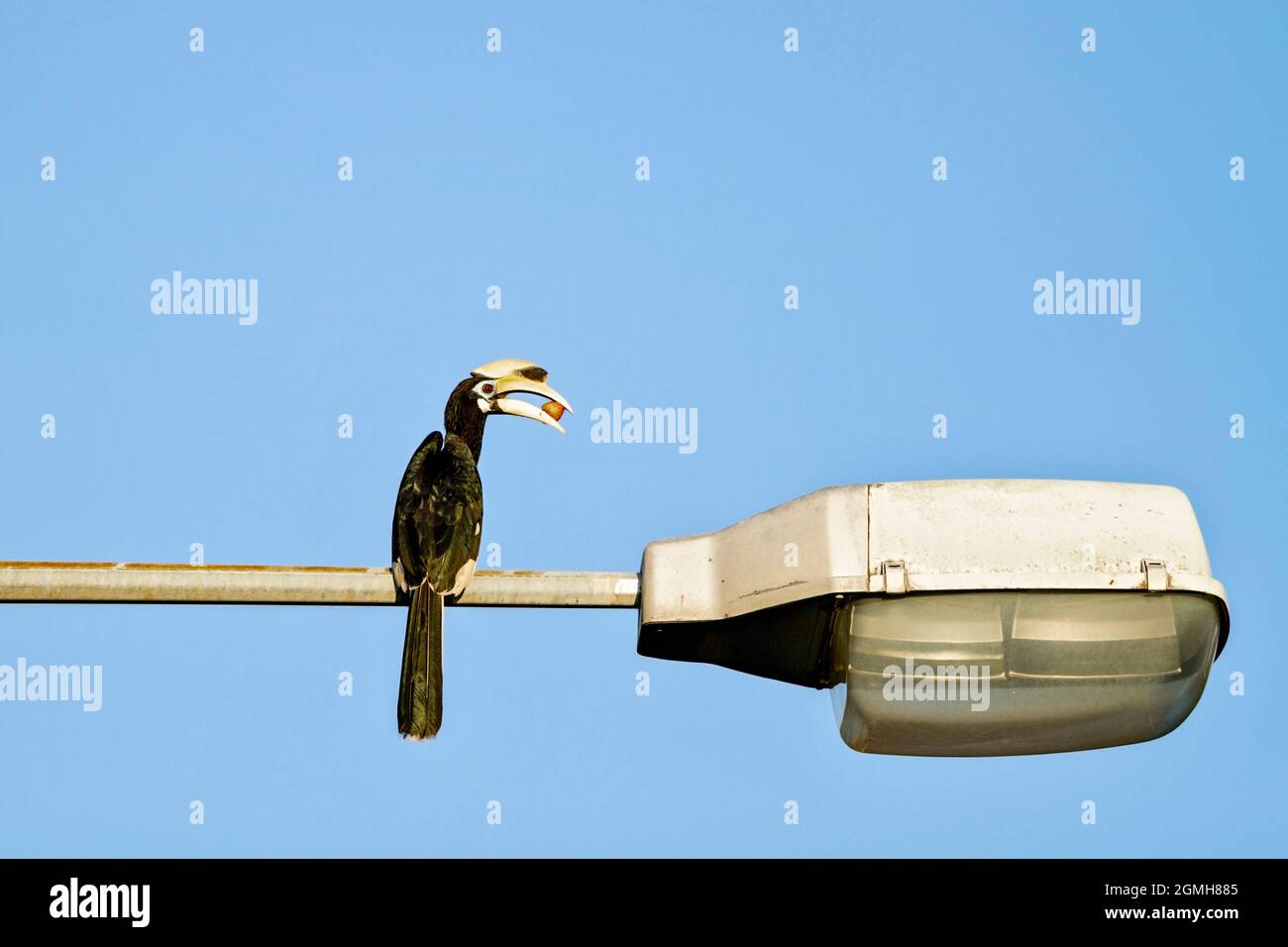 Un mâle Oriental pied Hornbill se trouve à Singapour, au feu de la rue Banque D'Images