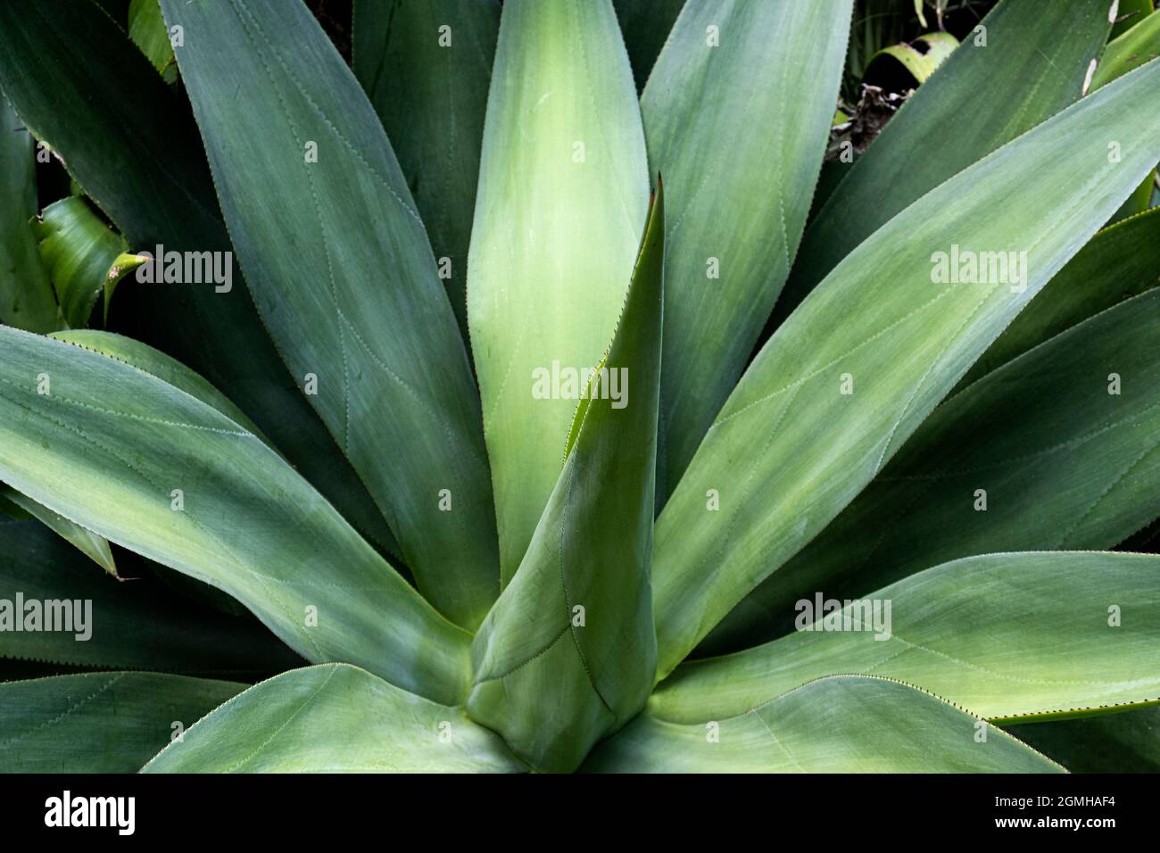 Les feuilles charnues d'une grande plante succulente d'Aloe vera. Banque D'Images